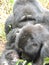 Mountain gorilla family in Bwindi