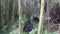 Mountain gorilla family group in bamboo