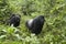 Mountain Gorilla family in rainforest