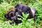 Mountain gorilla family in the undergrowth