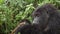 Mountain gorilla feeding in the forest, closeup