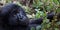 Mountain gorilla in forest clearing Rwanda