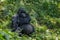 Mountain gorilla - Gorilla beringei