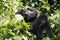 The mountain gorilla Gorilla beringei beringei, mother with a baby in the green. The baby feeds and watches the photographer,