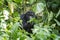 Mountain gorilla, gorilla beringei beringei, Uganda