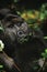 Mountain Gorilla, gorilla gorilla beringei, Male eating Leaves, Virunga Park in Rwanda