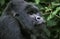 Mountain Gorilla, gorilla gorilla beringei, Portrait of Male, Virunga Park in Rwanda