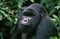 Mountain Gorilla, gorilla gorilla beringei, Portrait of Male, Virunga Park in Rwanda