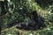 Mountain Gorilla, gorilla gorilla beringei, Young, laying down, Virunga Park in Rwanda