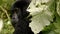 Mountain gorilla in the impenetrable Forest-002