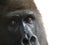 Mountain gorilla male observes the camera