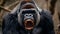 Mountain gorilla portrait with teeth showing