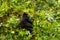 A mountain gorilla sitting in the forest of Bwindi Nationalpark Uganda