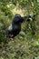 Mountain Gorilla Standing Upright