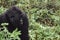 Mountain gorilla thinking in the forest