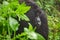 Mountain gorilla thinking in the forest