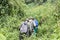 Mountain gorilla Trekking in the forest