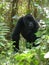 Mountain gorilla in Uganda in Africa