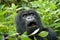 Mountain Gorilla in Volcano National Park (Rwanda)