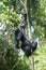 Mountain gorilla, Volcano National Park, Rwanda