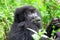 Mountain gorilla in the Volcanoes National Park of Rwanda