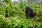 Mountain gorilla walking in the forest