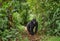 Mountain gorillas in the rainforest. Uganda. Bwindi Impenetrable Forest National Park.