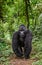 Mountain gorillas in the rainforest. Uganda. Bwindi Impenetrable Forest National Park.