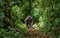 Mountain gorillas in the rainforest. Uganda. Bwindi Impenetrable Forest National Park.