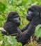 Mountain gorillas in the rainforest. Uganda. Bwindi Impenetrable Forest National Park.