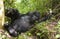 Mountain gorillas in the rainforest. Uganda. Bwindi Impenetrable Forest National Park.