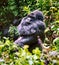 Mountain gorillas, Volcano National Park, Rwanda