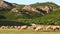 Mountain grassland with grazing sheeps