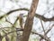 Mountain Gray Woodpecker Dendropicos spodocephalus Perched on a Tree