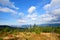 Mountain green spruce forest under white clouds