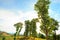 Mountain and green tree view,Mountain with gold teak