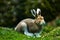 Mountain hare