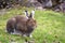 Mountain Hare