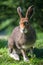 Mountain Hare (lat. Lepus timidus)