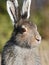 Mountain Hare (Lepus timidus)