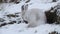 A mountain hare, lepus timidus, grooming itself, in a snow storm in the highlands of Scotland in its white winter coat.