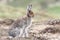 Mountain Hare Lepus timidus in the highlands of Scotland in its summer brown coat.