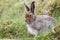 Mountain Hare Lepus timidus in the highlands of Scotland taking shelter in a `form`, which is simply a shallow depression in th