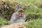 Mountain Hare Lepus timidus in the highlands of Scotland taking shelter in a `form`, which is simply a shallow depression in th