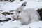 Mountain Hare Lepus timidus in its winter white coat in a snow blizzard high in the Scottish mountains.