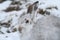 Mountain Hare Lepus timidus in its winter white coat in a snow blizzard high in the Scottish mountains.