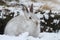 Mountain Hare Lepus timidus in its winter white coat in a snow blizzard high in the Scottish mountains.