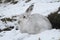 Mountain Hare Lepus timidus in its winter white coat in a snow blizzard high in the Scottish mountains.