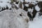 Mountain Hare Lepus timidus in its winter white coat in a snow blizzard high in the Scottish mountains.