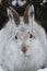 Mountain Hare Lepus timidus in its winter white coat in the snow, high in the scottish mountains.